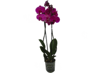 Орхидея