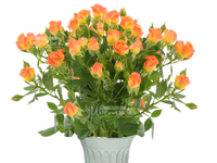 Фиеста Баблс/розы кустовые