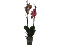 Орхидея