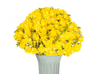 Фрезия желтая